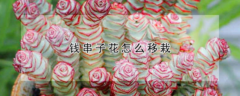 钱串子花怎么移栽