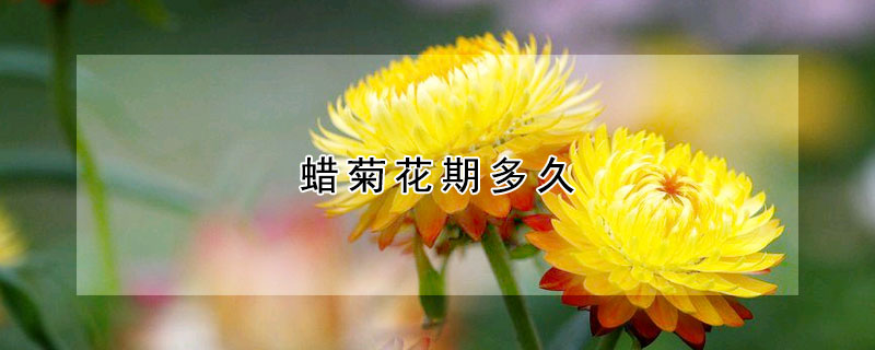 蜡菊花期多久