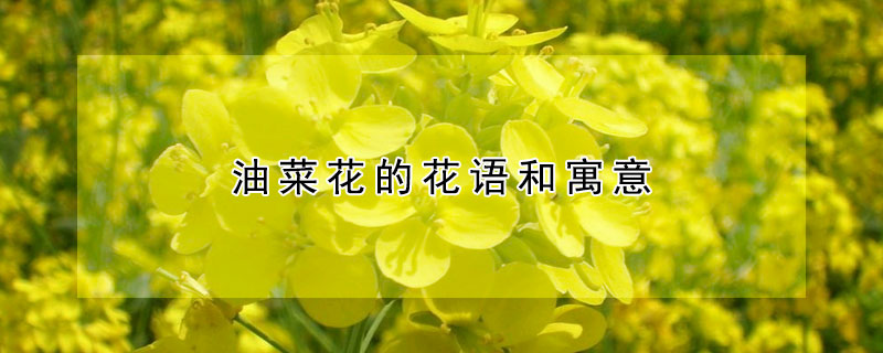 油菜花的花语和寓意