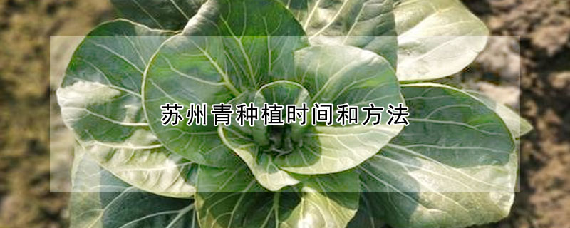 苏州青种植时间和方法