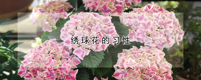 绣球花的习性