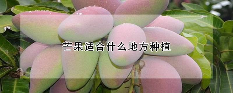 芒果适合什么地方种植