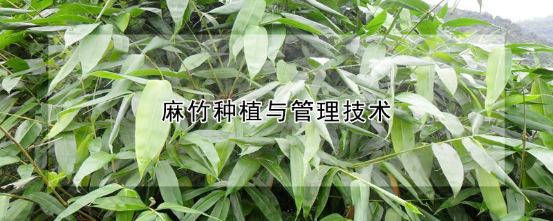 麻竹种植与管理技术