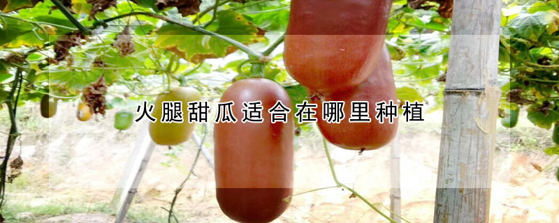 火腿甜瓜适合在哪里种植