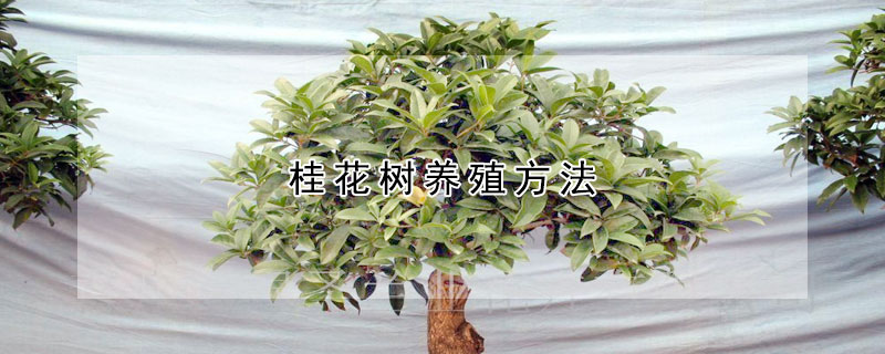 桂花树养殖方法