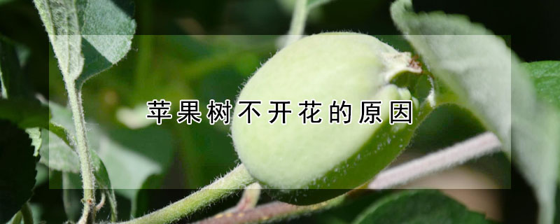 苹果树不开花的原因