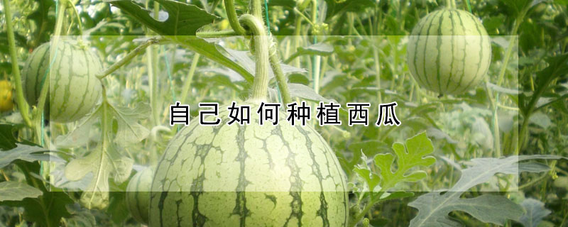 自己如何种植西瓜