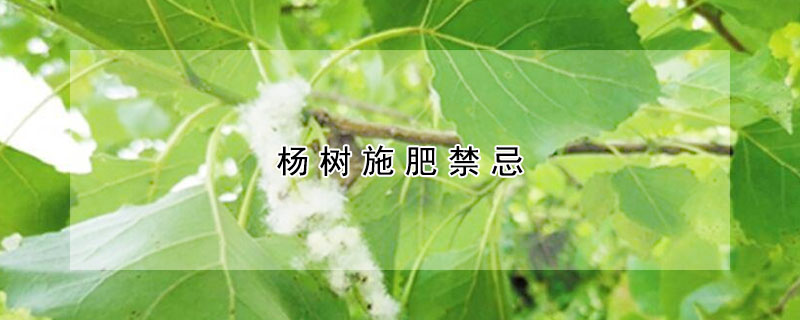 杨树施肥禁忌