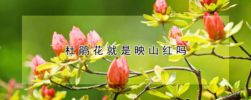 杜鹃花就是映山红吗