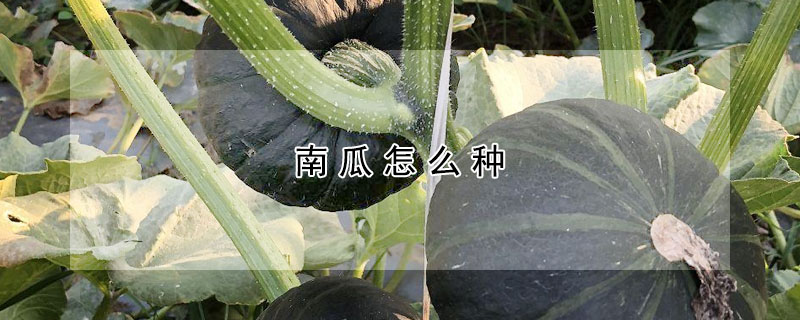 南瓜怎么种