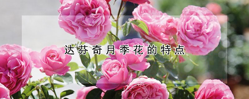 达芬奇月季花的特点