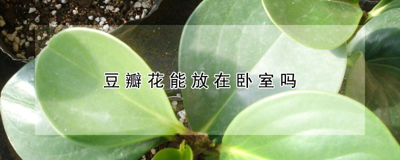 豆瓣花能放在卧室吗