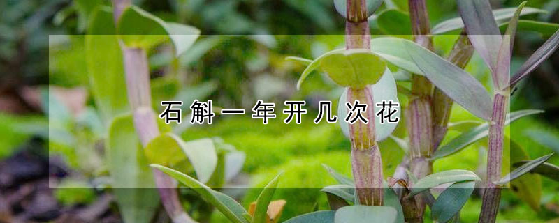 石斛一年开几次花