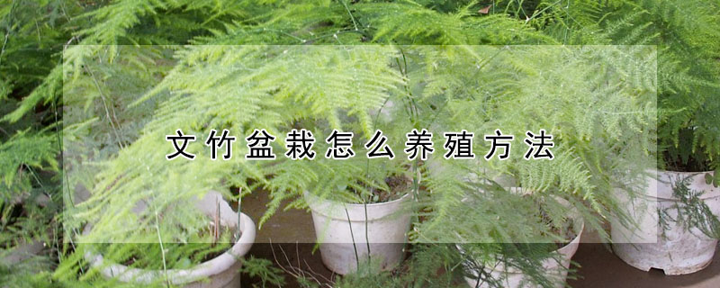 文竹盆栽怎么养殖方法