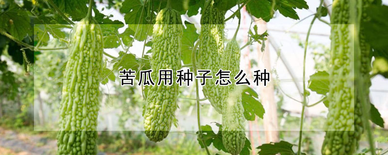 苦瓜用种子怎么种