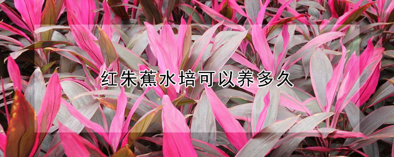 红朱蕉水培可以养多久