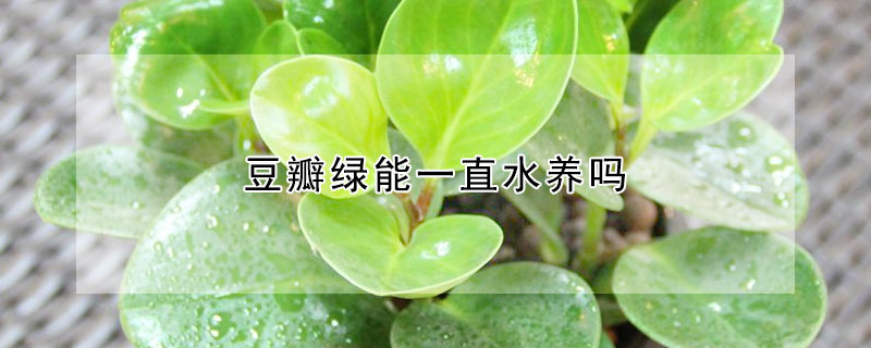 豆瓣绿能一直水养吗