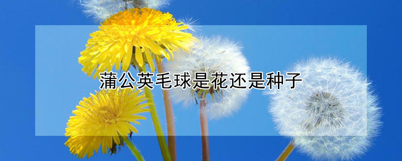 蒲公英毛球是花还是种子