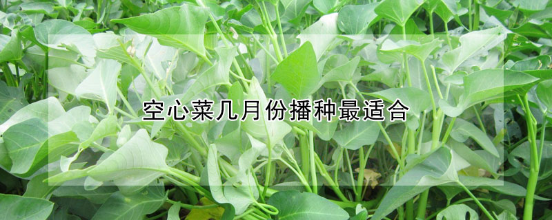 空心菜几月份播种最适合