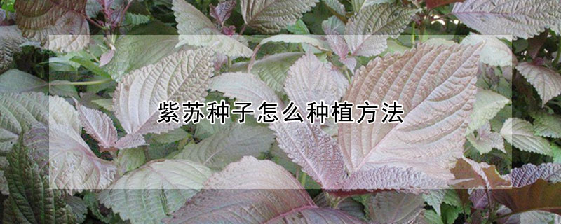 紫苏种子怎么种植方法