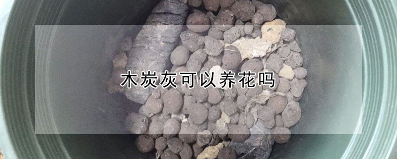 木炭灰可以养花吗