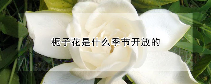 栀子花是什么季节开放的