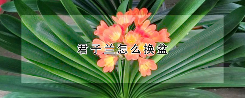 君子兰怎么换盆