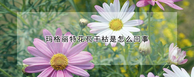 玛格丽特花苞干枯是怎么回事