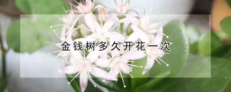 金钱树多久开花一次