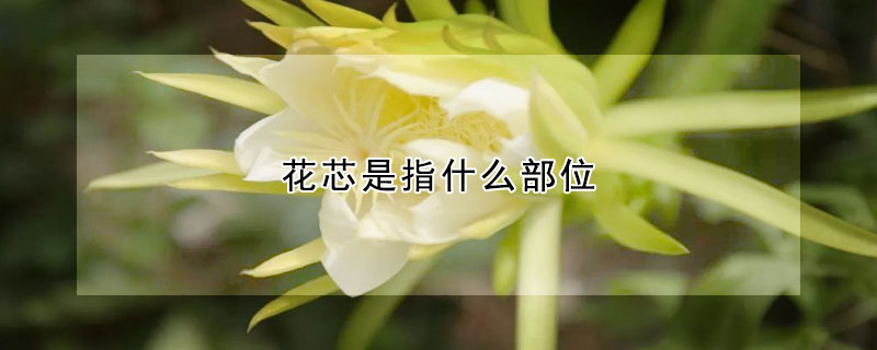 花芯是指什么部位