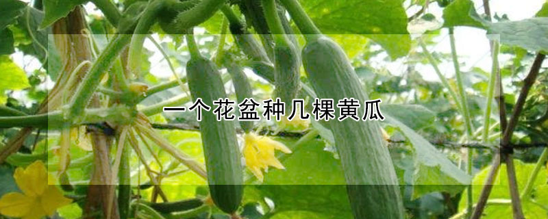 一个花盆种几棵黄瓜