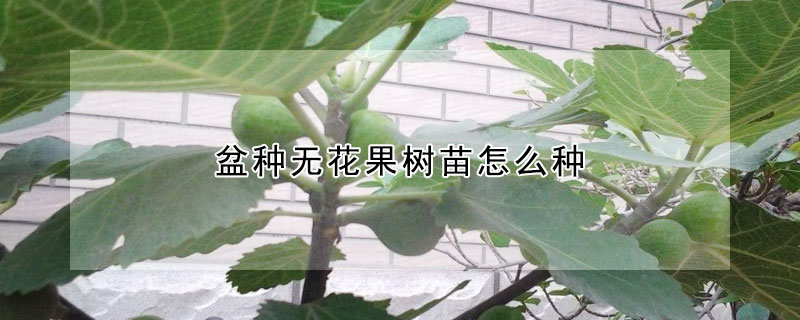 盆种无花果树苗怎么种