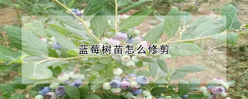 蓝莓树苗怎么修剪