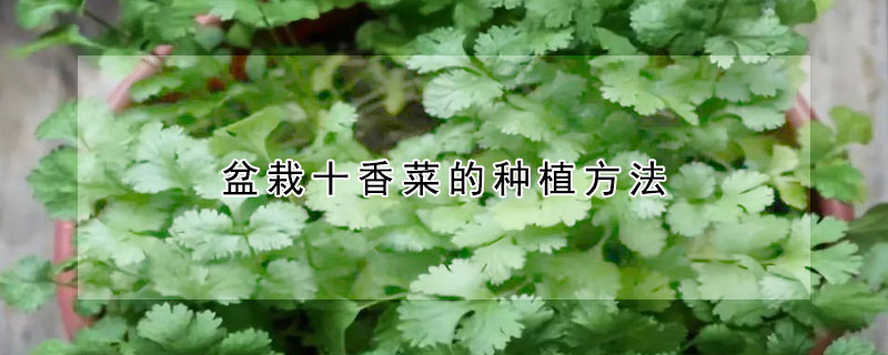 盆栽十香菜的种植方法