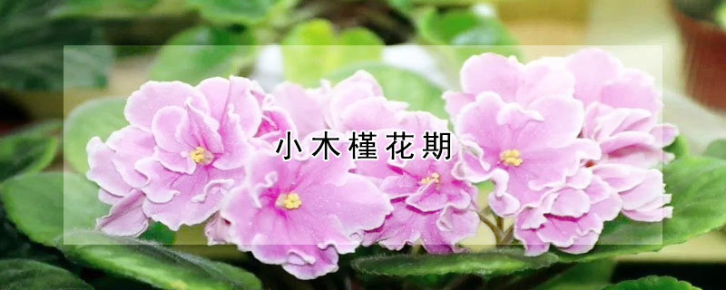 小木槿花期