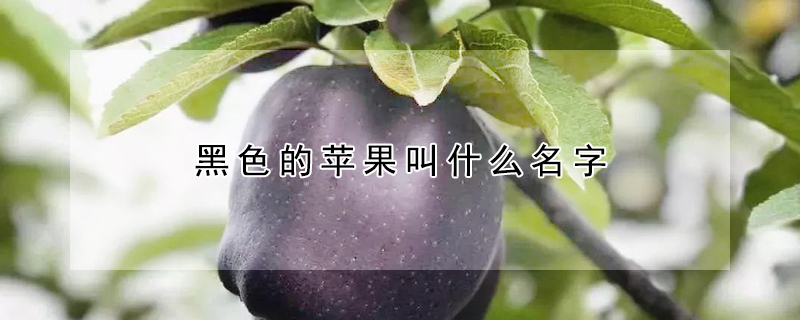 黑色的苹果叫什么名字