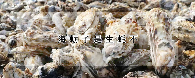 海蛎子是生蚝不