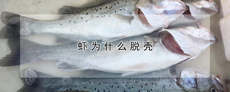 鲈鱼是淡水鱼还是海鱼?