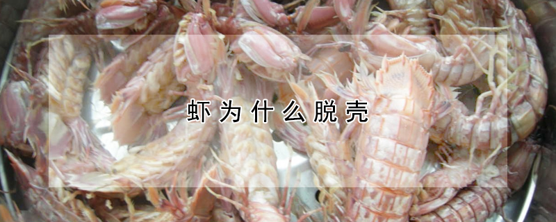 虾为什么脱壳