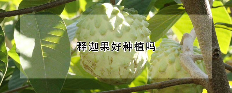 释迦果好种植吗