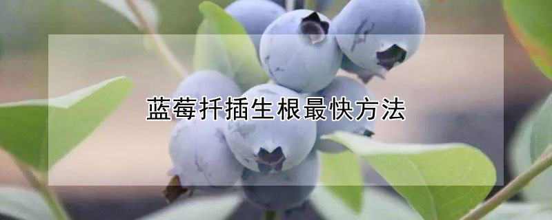 蓝莓扦插生根最快方法 —【发财农业网】