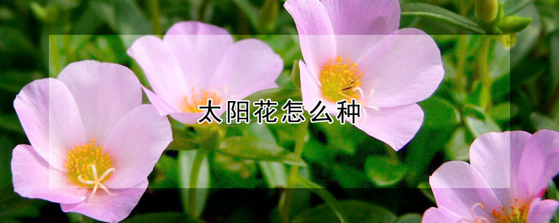 太阳花怎么种