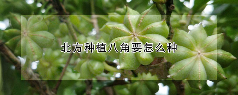 北方种植八角要怎么种