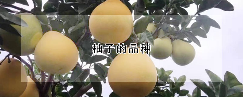 柚子的品种