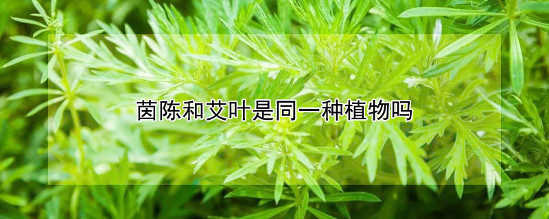 茵陈和艾叶是同一种植物吗