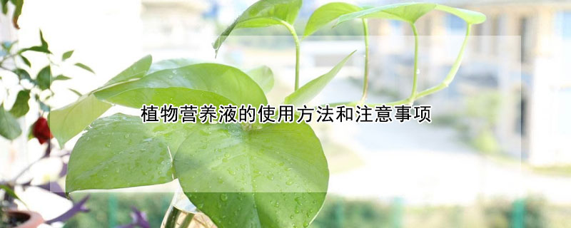 植物营养液的使用方法和注意事项