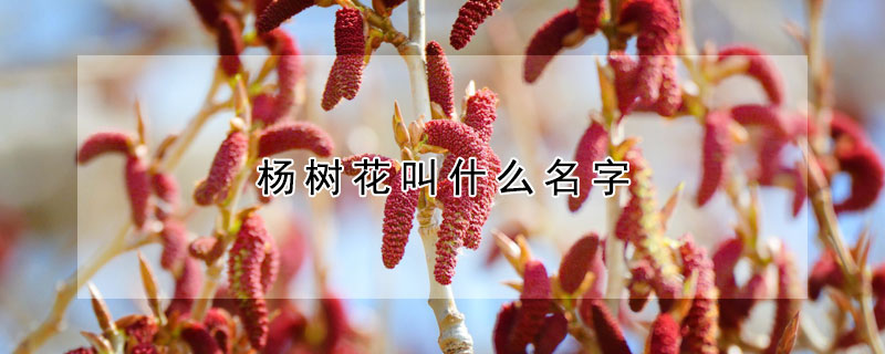 杨树花叫什么名字