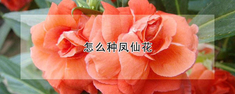 怎么种凤仙花