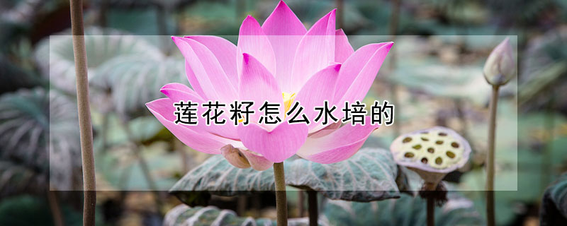 莲花籽怎么水培的