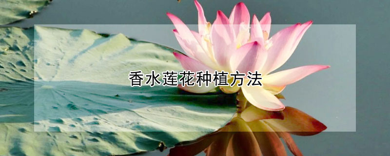 香水莲花种植方法